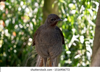 The Lyre Bird Is On A Fence