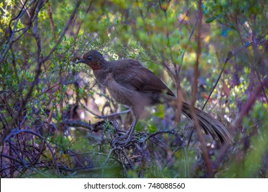 Lyrebird