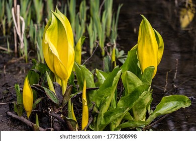 Lysichiton Americanus Also Called Western Skunk Cabbage