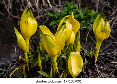 Lysichiton Americanus Also Called Western Skunk Cabbage