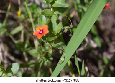 Lysimachia Arvensis
