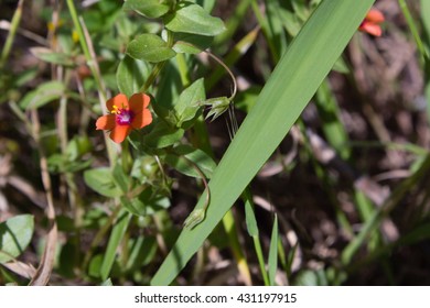 Lysimachia Arvensis
