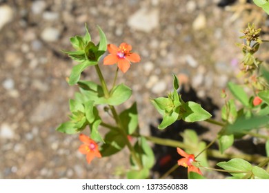 Lysimachia Arvensis With Flowers