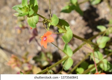 Lysimachia Arvensis With Flowers