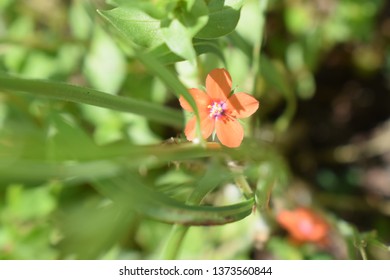 Lysimachia Arvensis With Flowers