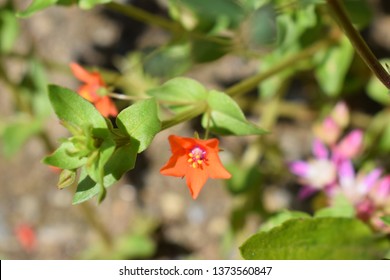 Lysimachia Arvensis With Flowers