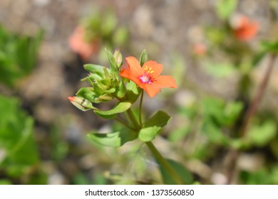 Lysimachia Arvensis With Flowers