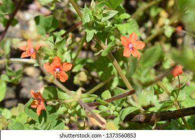 Lysimachia Arvensis With Flowers