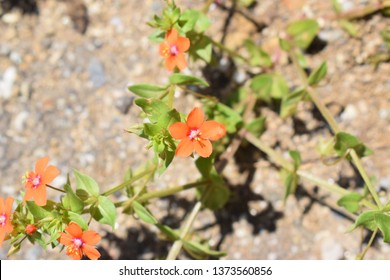 Lysimachia Arvensis With Flowers