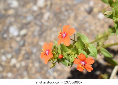 Lysimachia Arvensis With Flowers