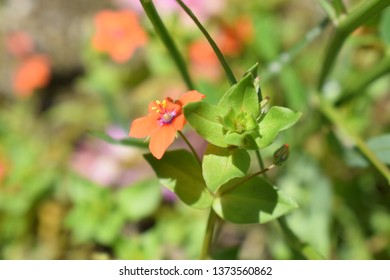 Lysimachia Arvensis With Flowers