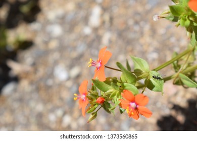 Lysimachia Arvensis With Flowers