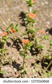 Lysimachia Arvensis With Flowers