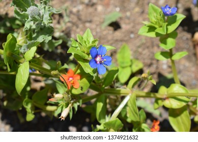 Lysimachia Arvensis With Flowers