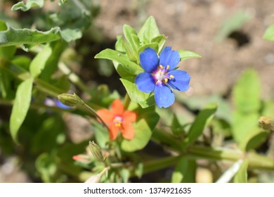 Lysimachia Arvensis With Flowers