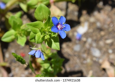 Lysimachia Arvensis With Flowers