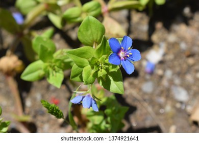 Lysimachia Arvensis With Flowers