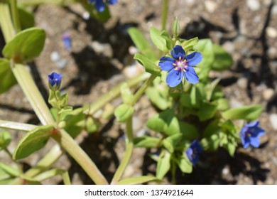 Lysimachia Arvensis With Flowers