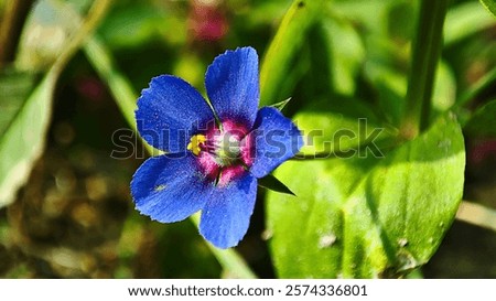 Similar – Image, Stock Photo Delicate macro shot of a half-withered, orange lampion flower with a network of leaf veins