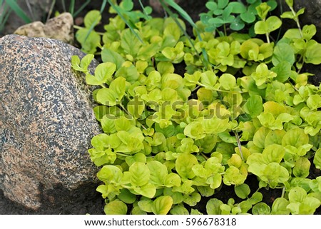 Lysimachia nummularia Aurea (creeping jenny, moneywort) in rock garden in Latvia, Europe.