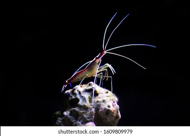 無脊椎動物 High Res Stock Images Shutterstock