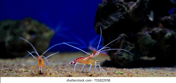 Lysmata Cleaner Shrimp