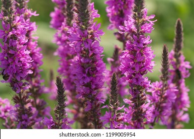 Lythrum Salicaria (purple Loosestrife)