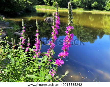 Lythrum salicaria or purple loosestrife in Boyana Lake, Vitosha mountain