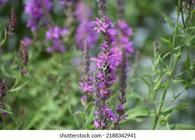 Lythrum Salicaria Or Purple Loosestrife Is A Flowering Plant Belonging To The Family Lythraceae.