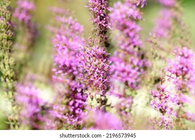 Lythrum Salicaria Or Purple Loosestrife Is A Flowering Plant Belonging To The Family Lythraceae.