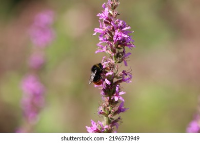 Lythrum Salicaria Or Purple Loosestrife Is A Flowering Plant Belonging To The Family Lythraceae.