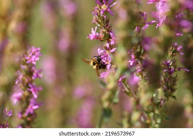 Lythrum Salicaria Or Purple Loosestrife Is A Flowering Plant Belonging To The Family Lythraceae.