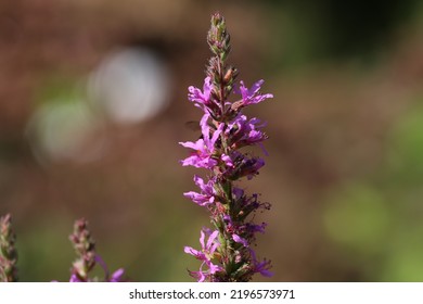 Lythrum Salicaria Or Purple Loosestrife Is A Flowering Plant Belonging To The Family Lythraceae.