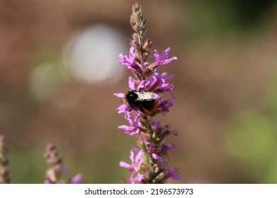 Lythrum Salicaria Or Purple Loosestrife Is A Flowering Plant Belonging To The Family Lythraceae.