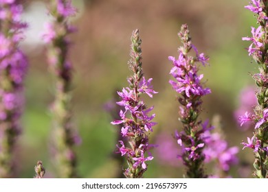 Lythrum Salicaria Or Purple Loosestrife Is A Flowering Plant Belonging To The Family Lythraceae.