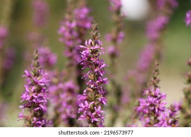 Lythrum Salicaria Or Purple Loosestrife Is A Flowering Plant Belonging To The Family Lythraceae.