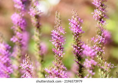 Lythrum Salicaria Or Purple Loosestrife Is A Flowering Plant Belonging To The Family Lythraceae.