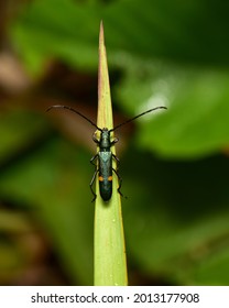 Lytta Vesicatoria This Insect Has Terpenoid Cantharidin In It.