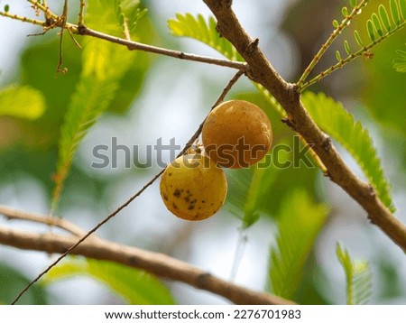 ma kham pom hanging from the tree Imagine de stoc © 
