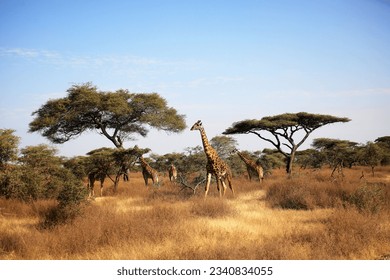Maasai Giraffe (Giraffa tippelskirchi) and Umbrella Tree in Serengeti National Park, Tanzania East Africa.