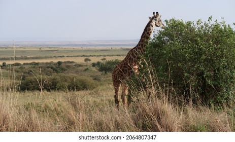 Maasai Giraffe In Maasai Mara