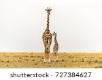 Maasai Giraffe Mother & newborn calf in grasslands. Massai Mara National Reserve, Kenya, Africa. Savannah landscape.Copy space in sky.Two giraffes close together.Family. Mother, baby, cow, calf. Love.