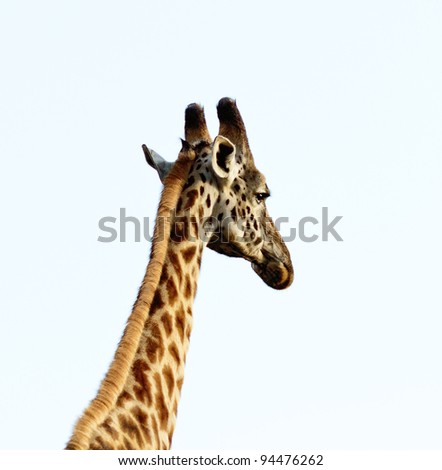 Similar – Giraffes in masai mara in kenya africa