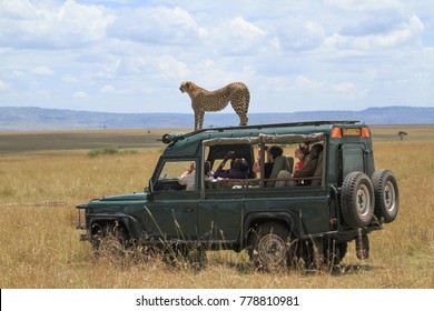 38 Cheetah Interaction Images, Stock Photos & Vectors | Shutterstock