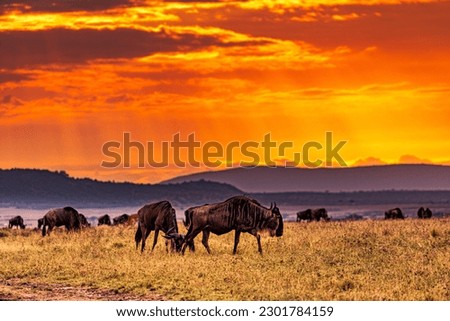 Maasai Mara National Game Reserve Park Great Rift Valley Narok County Kenya East Africa Magical Sunrise Sunset Wildebeest Grazing Savannah Grassland Wilderness Kenya Travel Documentary safari wildlife