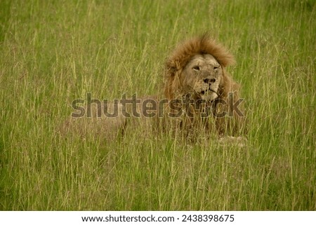 Maasai Mara National reserve in Kenya iconic big cat olobor relaxing in the tall grass majestically lion king 