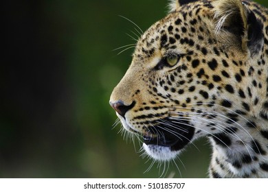 Maasai Mara Resident Leopard