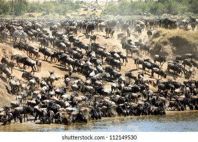 13,226 Wildebeest Migration Images, Stock Photos & Vectors 