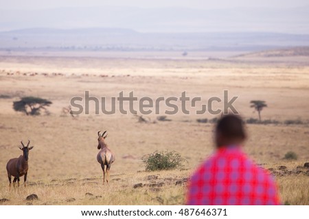 Image, Stock Photo Maasai walking in the savannah at sunset