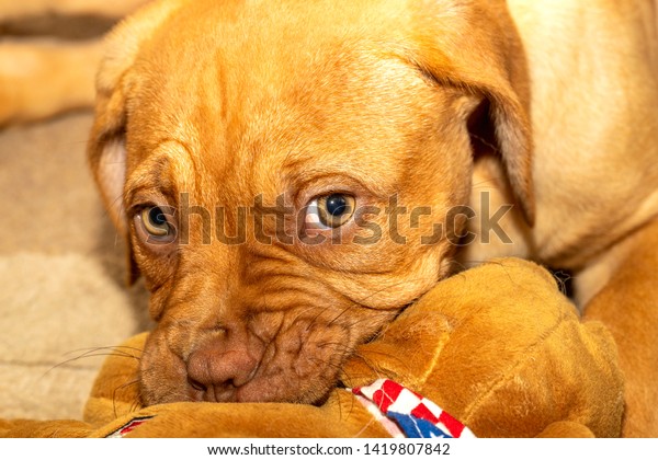 french mastiff stuffed animal